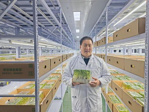 别说你还没吃过芽苗菜，它可能是你旅途中最惊喜的一味